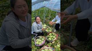 Landscape natural cucumber garden and harvesting from farmers with enjoy life 2024 cucumber [upl. by Godderd]