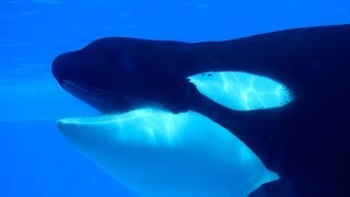 Interacting with Tilikum August 5 2014 [upl. by Neiviv230]