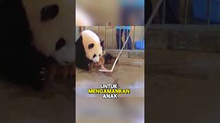 Ibu panda ini ga sadar kalau dia ngelahirin anak kembar🫣 [upl. by Yenettirb]