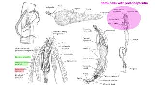 Phylum Rotifera Part 3 Subclade Acanthocephala Parasitic SpinyHeaded Worms [upl. by Milla]