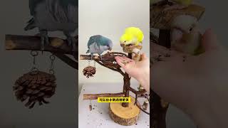 Highquality bird training snacks parrot snacks parrot paper shell pockmarks bird training sn [upl. by Yelsha]