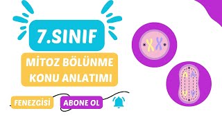 MİTOZ BÖLÜNME KONU ANLATIMI  7 SINIF [upl. by Aramoy]