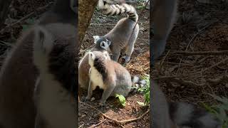 Ring Tailed Lemur pet cute pets [upl. by Allan]