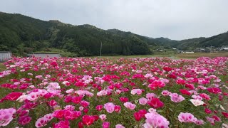 20240522 見頃です！ 山あいを彩る色鮮やかな色待宵草の花 その２ 〜愛媛県西予市〜 [upl. by Suirtimed379]