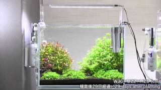 ADA view 250 Followup video of NA Gallery aquariums 42weeks2 [upl. by Otsuaf]