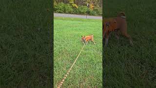 😟 stubborn basenji 13 basenji dogs shorts [upl. by Josefa176]