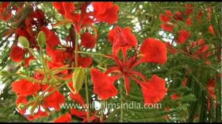 Colourful Gulmohar tree  Delonix regia [upl. by Yssis]