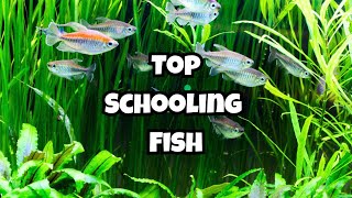 Top 10 Medium Sized Schooling Fish You Should Know 🐟 [upl. by Pieter]