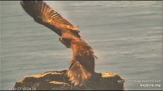 West End Eagles  The Magnificent Trio 🐥🐥🐥 Koa Treasure amp Sterling Flying amp Soaring The Skies 7124 [upl. by Whipple]