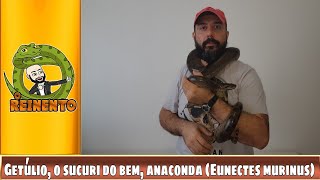 GETÚLIO A ANACONDA OU SUCURI VERDE Eunectes murinus [upl. by Florrie575]