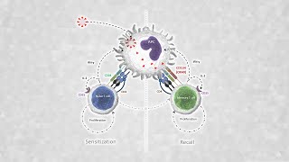 Capabilities of the OX40 assay to determine specific SARSCoV2 T cell responses [upl. by Felicity]