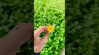 Jo Tum Mere Ho soLoThingsshorts youtubeshorts anuvjain music lofi shorts flowers daisy [upl. by Marcelline]