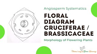 Cruciferae or Brassicaceae Floral Diagram I Morphology of Flowering Plants [upl. by Ahtebat632]