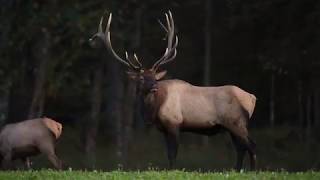 Pennsylvania Elk Bugling [upl. by Giles163]