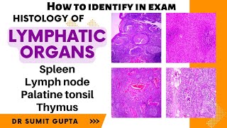 Histology of spleen thymus lymph node and tonsil [upl. by Jeno783]