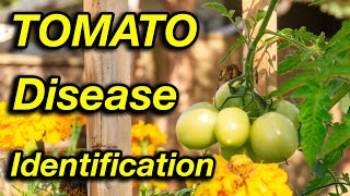 Stop worrying about tomato diseases Watch this [upl. by Zavras]