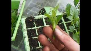 How To Grow Dahlias Taking Dahlia Cuttings [upl. by Atinauq]