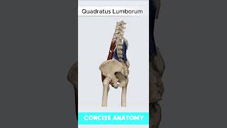 Quadratus Lumborum Muscle Anatomy anatomy muscles [upl. by Sillig]