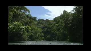 Costa Rica  Sights and Sounds of Corcovado National Park [upl. by Annail521]