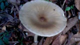 Gigantic Mushrooms or Fungi in Bishops Trail in Fraser Hill Pahang Malaysia [upl. by Mimajneb529]