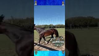 El Caballo Criollo Más Caro del Mundo ¡Descubre Esta Joya [upl. by Aramoiz]