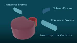 Articular Processes Added 1 [upl. by Irej]