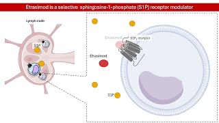 Etrasimod S1P Receptor Modulator for Ulcerative Colitis Mechanism of Action │ Pharmacology [upl. by Yoc]