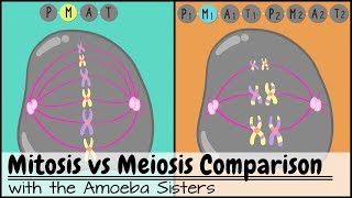 Mitosis vs Meiosis Side by Side Comparison [upl. by Uziel294]