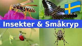 Insekter amp Andra Småkryp  Namn och Läten  Svenska  Djur För Barn [upl. by Benito]