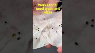 Quick and Easy Veg Seed Germination Using Paper Towels 7 shorts [upl. by Rosner]