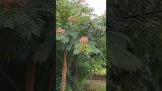 Mimosa tree producing seeds mimosa horticulture farmstead startingtrees [upl. by Anrehs244]