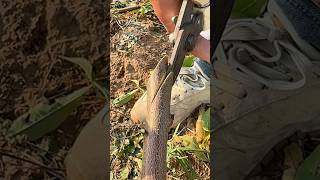 Super Easy Method To Graft Fruit Trees shorts grafting fruit tree method viralvideo youtube [upl. by Wagoner]