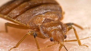 Quick Bedbug Trap The Williams Method [upl. by Cross]