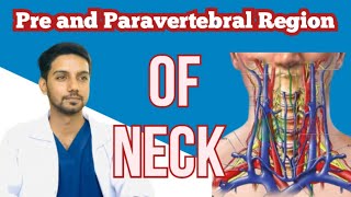 pre and paravertebral muscles  cervical plexus  vertebral artery [upl. by Enylodnewg698]