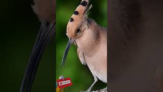 Bird sounds  Eurasian Hoopoe call [upl. by Inalaeham]