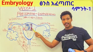 Week 1️⃣ Embryology 🛑የእርግዝና አፈጠጣርና የመጀመሪያው ሳምንት የፅንስ እድገት embryology fertilization implantation [upl. by Philpot]