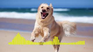 Dog Barking  Ringtone short [upl. by Carrel]