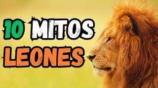 10 Mitos de los Leones  El Leon NO es es el rey de la selva [upl. by Ailime]