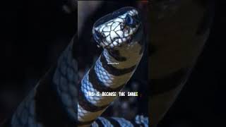 Belcher Sea Snake  The deadliest snake on Earth [upl. by Vito]