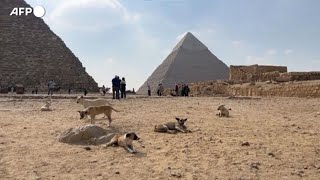 I cani randagi di Giza diventano unattrazione per turisti [upl. by Nnaeed]