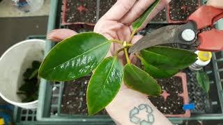 Leafbud Cuttings Pacific Rhododendron [upl. by Ahsiken]