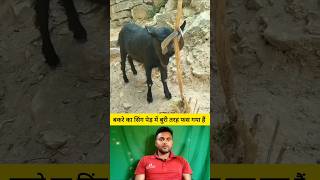 बकरे का सिंग पेड़ में बुरी तरह फस गया हैं 😭🤔 shorts goat goatshorts shortvideo viralvideo [upl. by Maggs133]