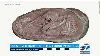 Fossil of perfectly preserved baby dinosaur discovered curled up inside its egg l ABC7 [upl. by Eardnaed635]