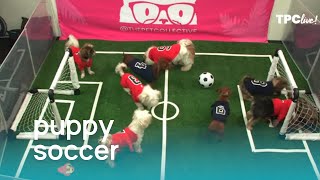 TPC Live Puppies Play Soccer Pup Cup 2019  The Pet Collective [upl. by Trev]