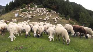 1000 Sheep in Andorra [upl. by Virge592]