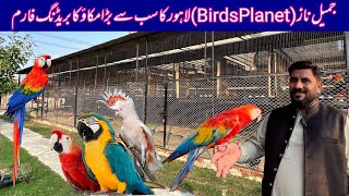 Visited at Jamil Naz Birds Planet Macaw Breeding Farm in Lahore Pakistan Scarlet MacawCockatoos [upl. by Amliv148]