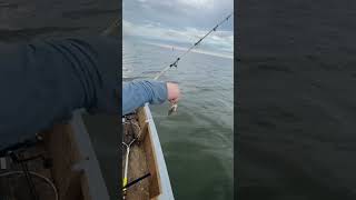 Croakers ￼ absolutely getting smacked ￼ [upl. by Kornher]