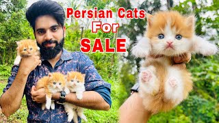 Persian Cats For Sale  Triple Coat Persian Kittens  Persian Cat price in india  Persian Cat  cat [upl. by Cyrillus]