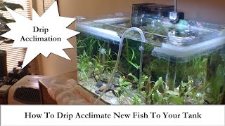 Adding New Fish How To Drip Acclimate New Fish To Your Tank [upl. by Ansela163]