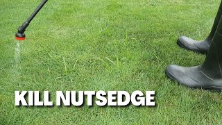 How To Kill Nutsedge in Cool Season Lawns [upl. by Ennaej]